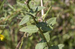 Downy Lobelia